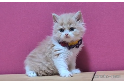 成約済の東京都のブリティッシュショートヘア-103837の3枚目